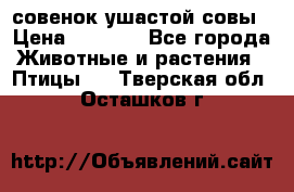 совенок ушастой совы › Цена ­ 5 000 - Все города Животные и растения » Птицы   . Тверская обл.,Осташков г.